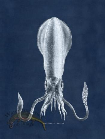 Octopus Blue 27
